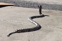 Large python (rear)